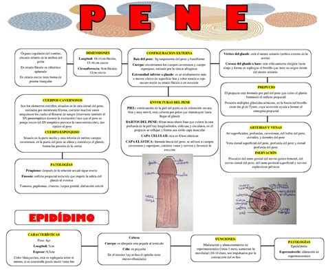 penes con pelo|Pelos sobre el tronco del pene